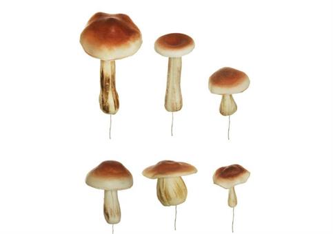 CREAZIONE di FUNGHI