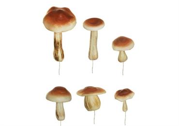 CREAZIONE di FUNGHI