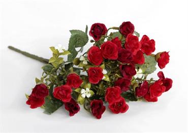 MINI ROSE BUSH Panna/Rosse