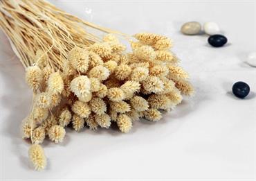 POA ERBE COLORATE - Gr.100