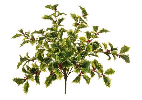 RAMO AGRIFOGLIO variegato - Cm.54