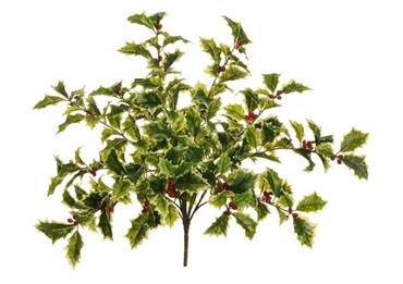 RAMO AGRIFOGLIO variegato - Cm.54