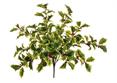 RAMO AGRIFOGLIO variegato - Cm.54