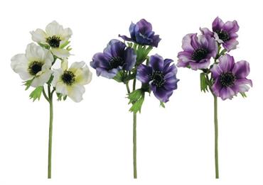 ANEMONE ASSORTITO