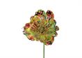 ANEMONE IRIDESCENTE cm.28