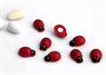 COCCINELLA mm.25 + BIADESIVO pz.40