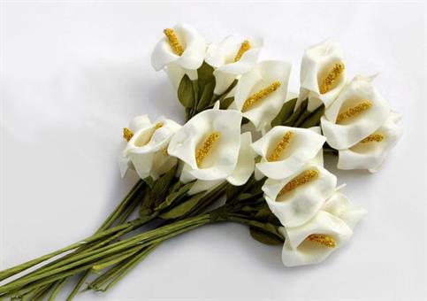 CALLA PICCOLA PZ.144
