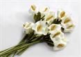 CALLA PICCOLA PZ.144