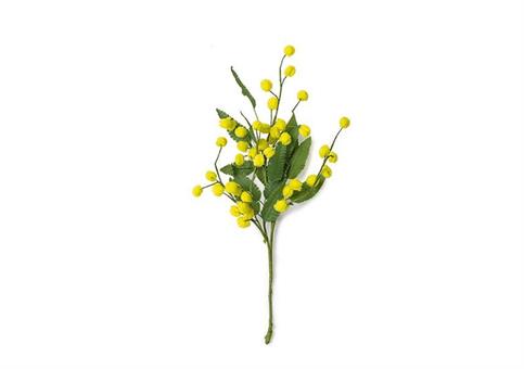 MIMOSA RAMETTO-CM.33 CONF.12PZ.