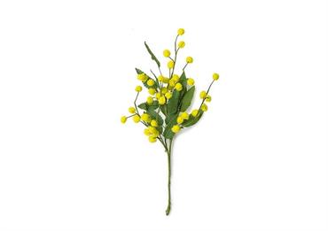 MIMOSA RAMETTO-CM.33 CONF.12PZ.