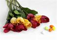 TULIPANO DUE FOGLIE