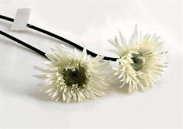 GERBERA LIQUERICE - Cm.53